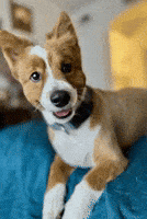 Good Boy Love GIF by Maryanne Chisholm - MCArtist