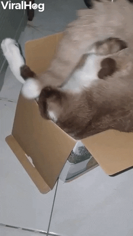 Determined Kitty Tries To Climb Inside Tiny Box GIF by ViralHog