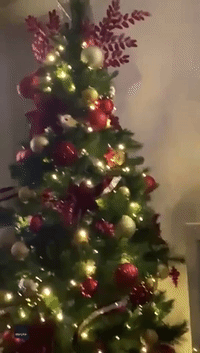 Rescue Kitten Terrorizes Christmas Tree