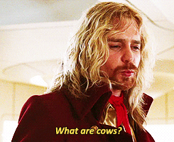 cows