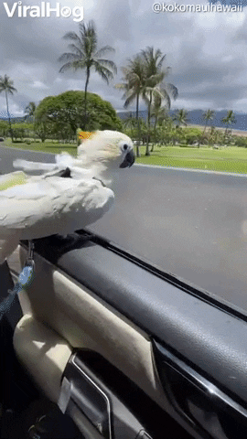 Koko The Cockatoo Windsurfing In Car GIF by ViralHog