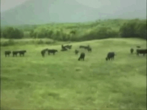 Ufo klaut dreist Kuh