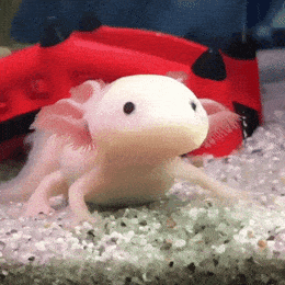 axolotl meme gif