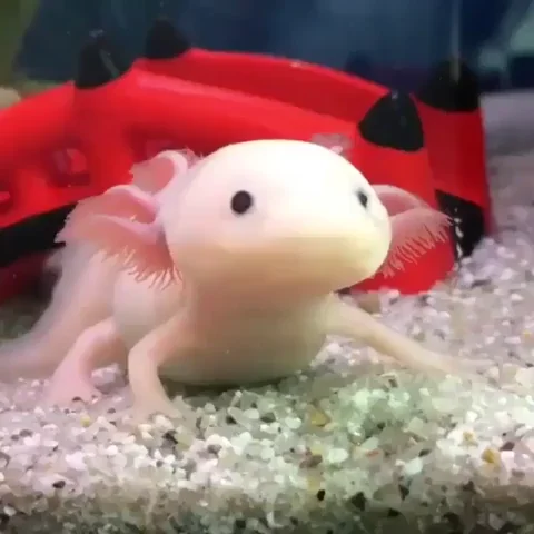 axolotl GIF
