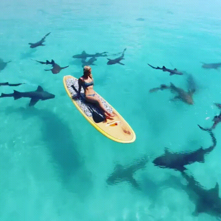 sharks paddle GIF