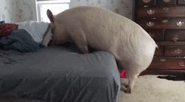 Bed Pig GIF
