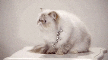 cats shocked GIF