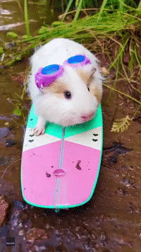 Surf's Up! Guinea Pig Rides Adorable Miniature Board in Montreal