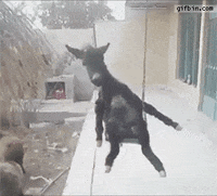 Donkeys GIFs - Find & Share on GIPHY
