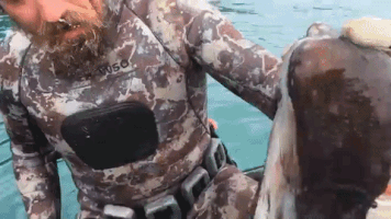 georgemills-9cd1 octopus GIF