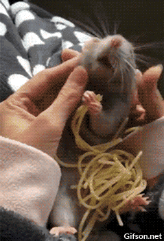 rat spaghetti GIF