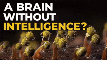 Brain Intelligence GIF