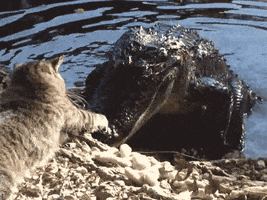 history channel cats GIF