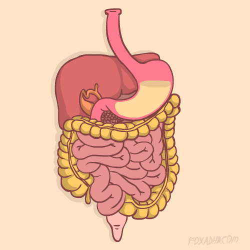 Digestion GIFs - Get the best GIF on GIPHY