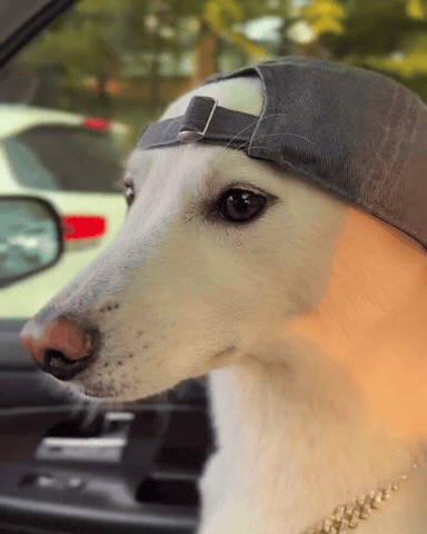 Eminem Dawg GIF