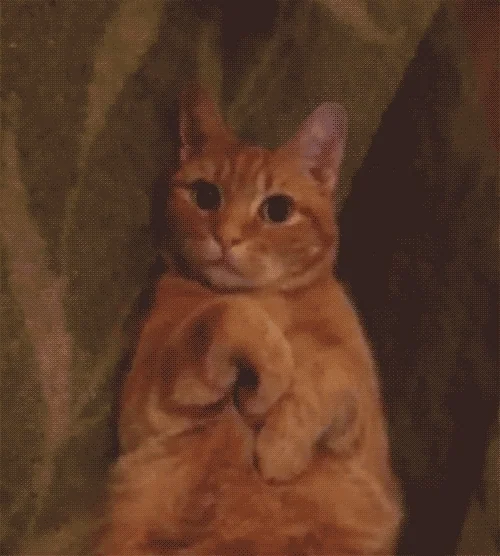 Cat Thank You GIF by hoppip