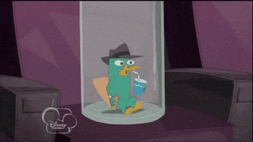 phineas and ferb perry GIF