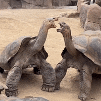 Fight Kiss GIF by San Diego Zoo Wildlife Alliance