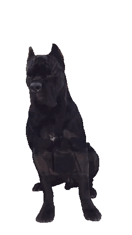 Dog Sticker