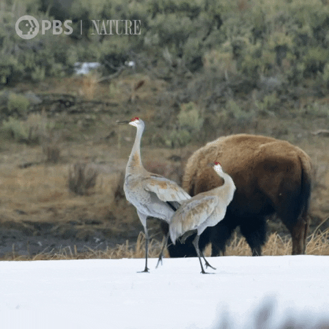 Pbs Nature Dance GIF by Nature on PBS