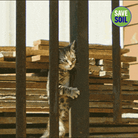 International Cat Day GIF by Save Soil
