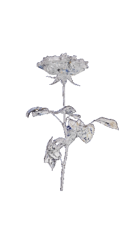 Rose Ash Sticker