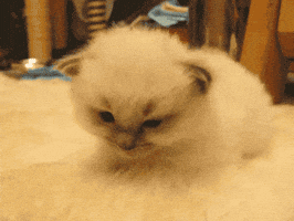 tired white cat GIF
