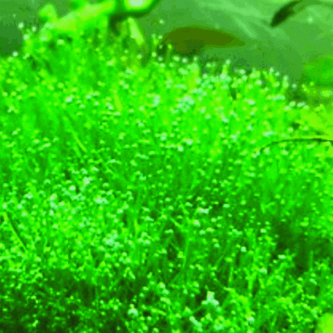 Green Plant Aqua GIF by AquariumMe