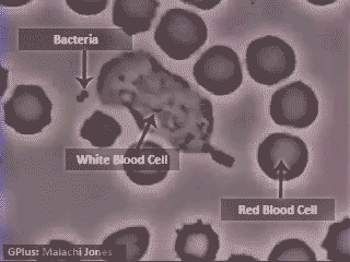 white blood cells fighting infection cartoon