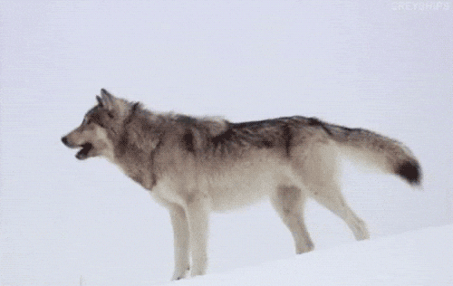 giphy.gif?cid=6c09b952ca59cbb53656e63526