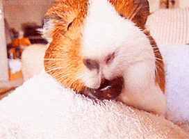 guinea pig for anon GIF