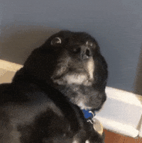 A-scared GIFs &ndash; Get the best GIF on GIPHY