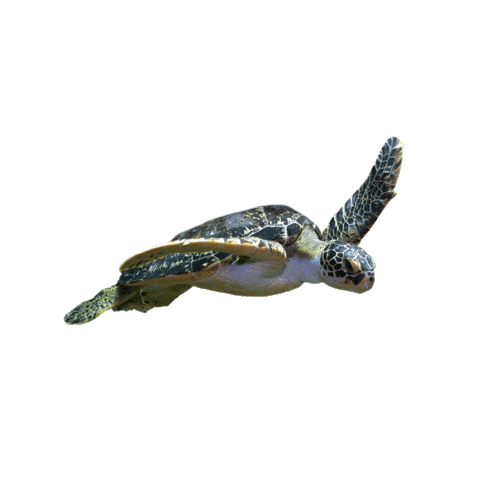 Haus Des Meeres Love Sticker