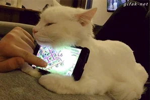 cat iphone GIF