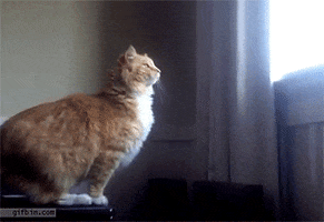 Cat Falling GIFs - Find & Share on GIPHY