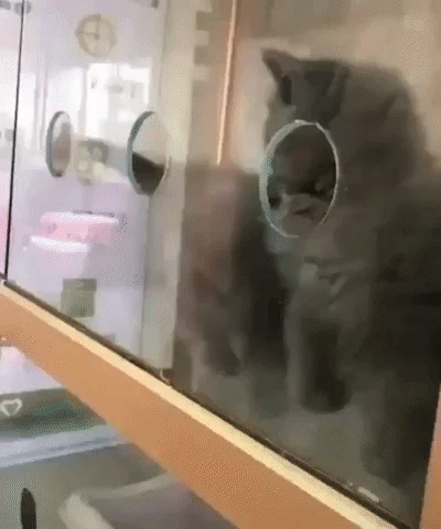 [Image: giphy.webp?cid=ecf05e47gh6vnmu50di96nu0k...p&ct=g]