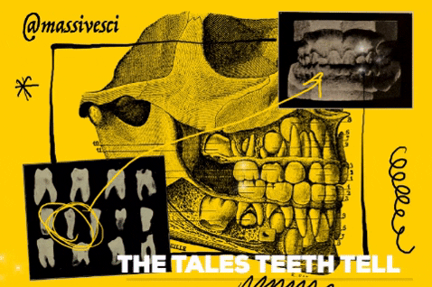 The Tales Teeth Tell GIFs - Get the best GIF on GIPHY