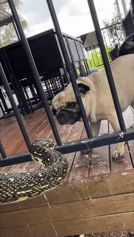 Snake GIF