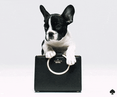 let's go help GIF by kate spade new york
