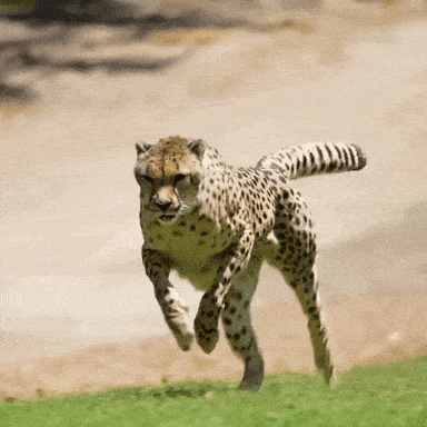 cheetah meme gif