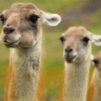 Animation-talk GIFs - Get the best GIF on GIPHY