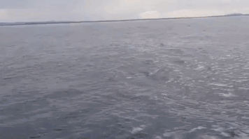 whale breach GIF