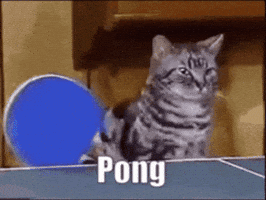 Cat GIF