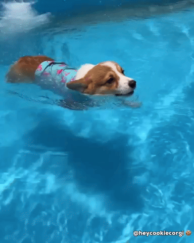 Puppy Corgi GIF