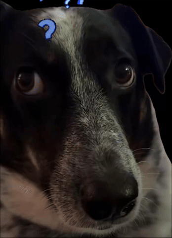 Dog GIF