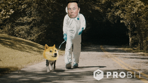 Going For A Late Night DogeWalk. content media
