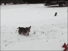 Video gif. A corgi puppy stands in the snow. Someone lifts a shovel full of snow and snow flies over the dog. As the snow falls on top of them, the dog does a whole backflip and perfectly lands, acting like nothing just happened. 