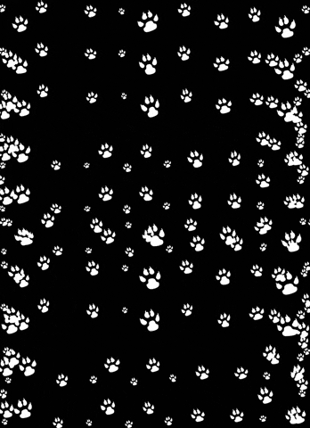 Gatão Utilidades GIF