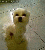 dog puppy GIF