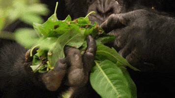 chimp eating GIF by BBC Earth